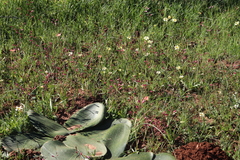 Hesperantha cucullata