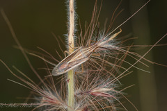 Mecidea