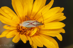 Harmostes