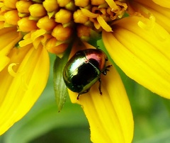Spintherophyta semiaurata