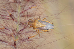 Oebalus