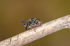 Clitemnestra