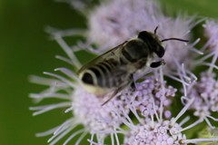 Megachile