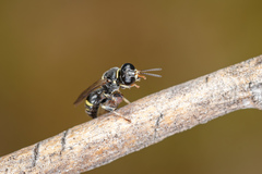 Clitemnestra