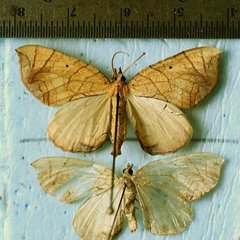 Eulithis gracilineata