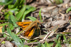 Hylephila fasciolata