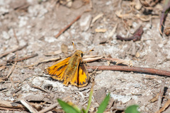 Hylephila fasciolata