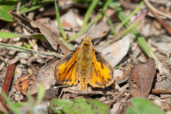 Hylephila fasciolata