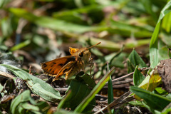 Hylephila fasciolata