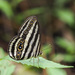 White-striped Ringlet - Photo (c) Cheongweei Gan, some rights reserved (CC BY-NC), uploaded by Cheongweei Gan