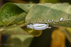 Coccoidea
