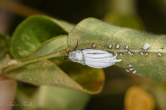Coccoidea