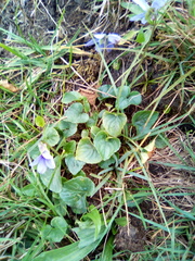 Viola uliginosa