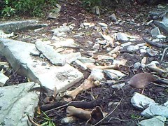 Crypturellus cinnamomeus