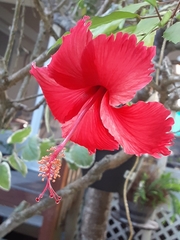 Hibiscus × archeri
