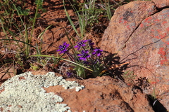 Lapeirousia oreogena