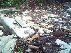 Crypturellus cinnamomeus