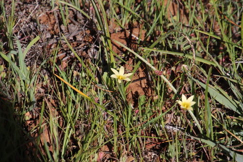 Romulea hirta