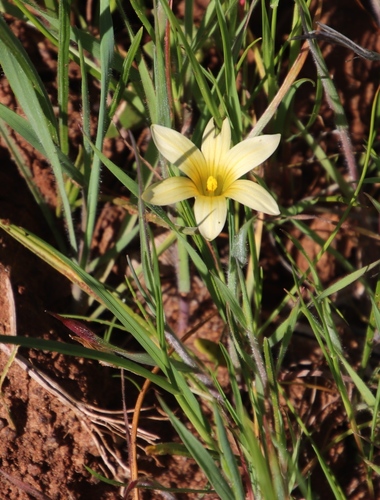 Romulea hirta