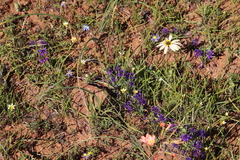 Lapeirousia oreogena