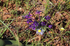 Lapeirousia oreogena