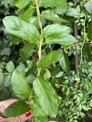 Lonicera
