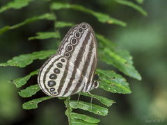 Ragadia makuta siponta