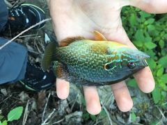 Lepomis gibbosus × cyanellus