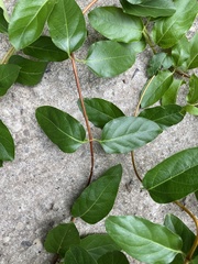 Lonicera