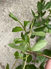 Lonicera