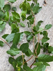 Lonicera