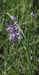 Ixia rapunculoides
