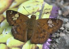 Pseudocoladenia dan fatih