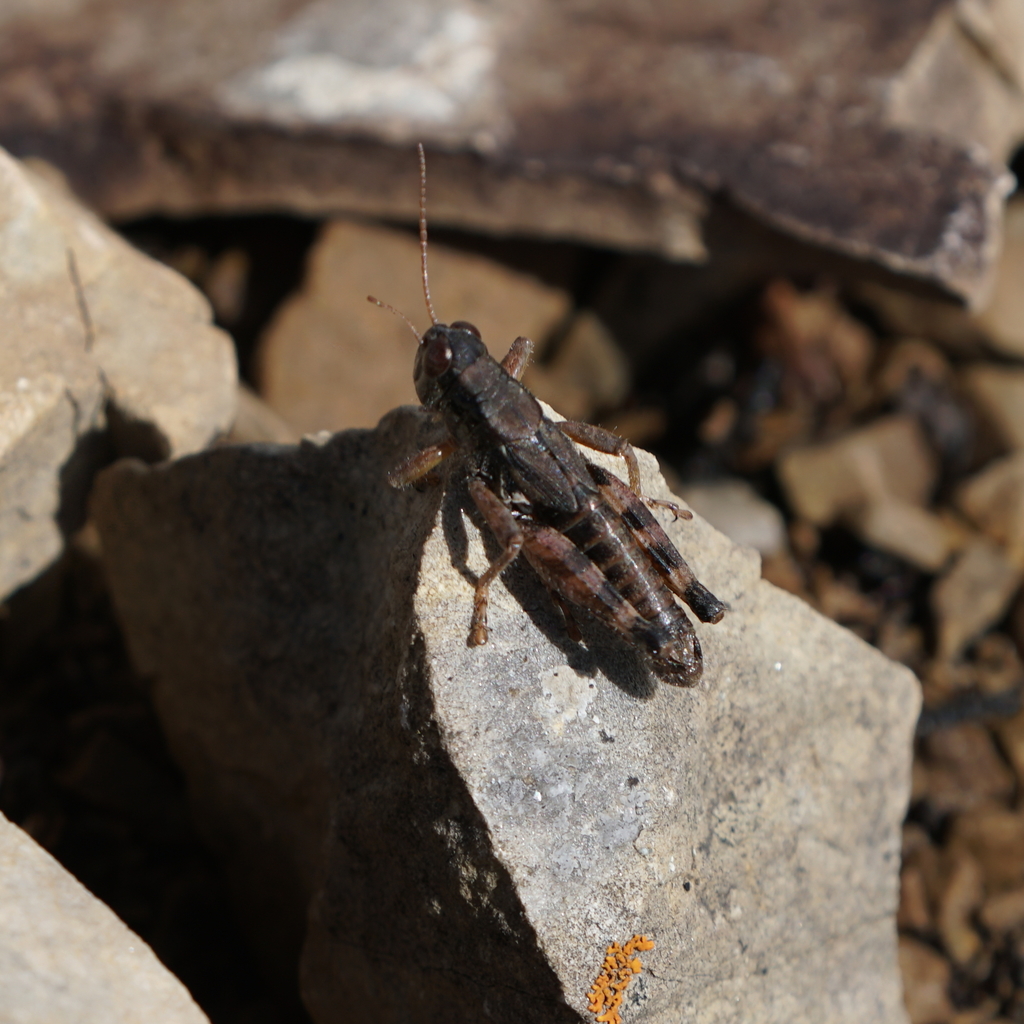 Montana Spur-throat Grasshopper