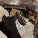 Montana Spur-throat Grasshopper - Photo (c) Jason Cooper, some rights reserved (CC BY-NC), uploaded by Jason Cooper