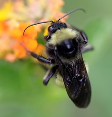 Bombus pensylvanicus