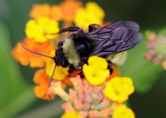 Bombus pensylvanicus