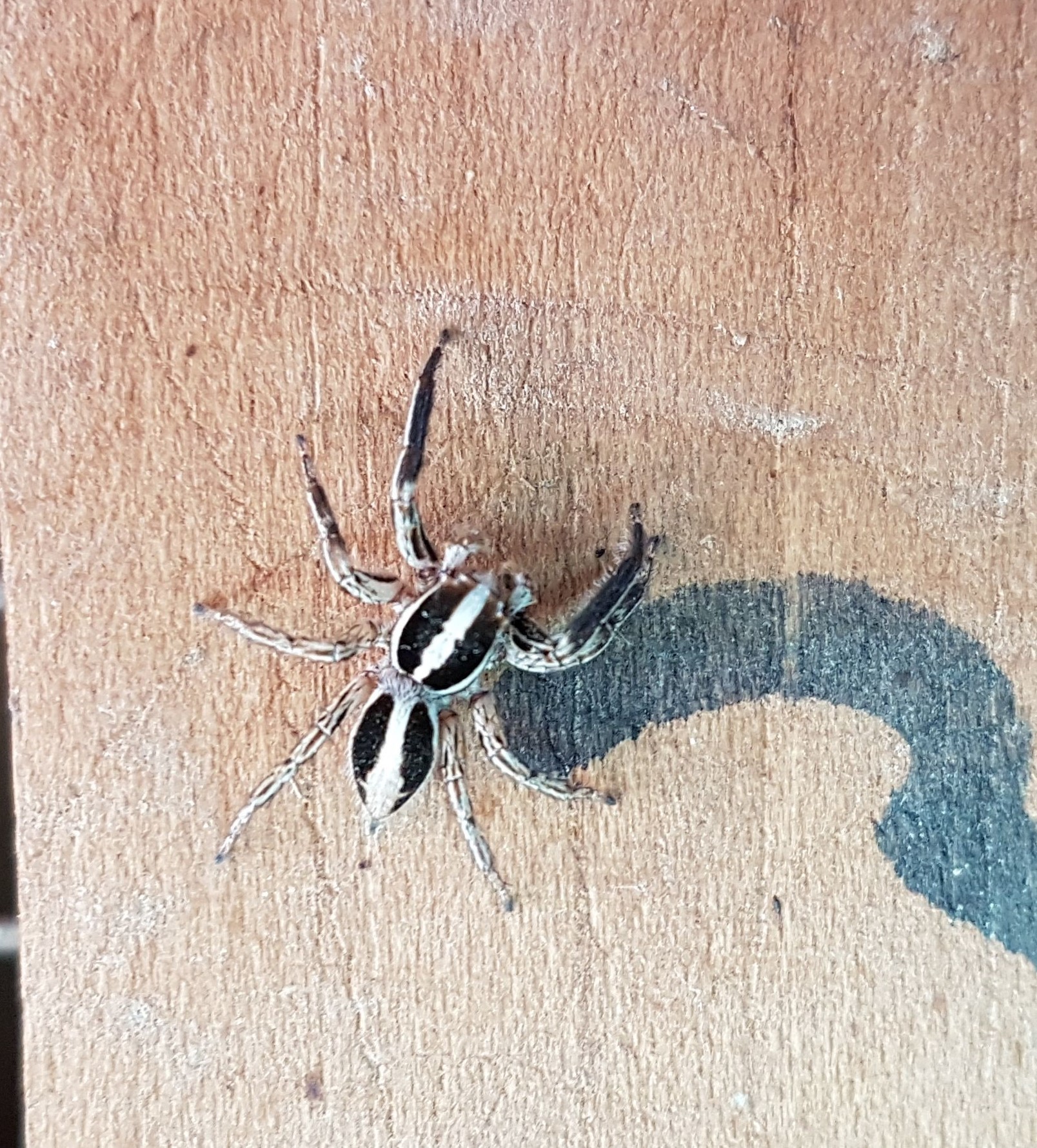 Plexippus paykulli