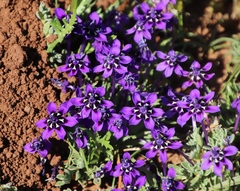 Lapeirousia oreogena