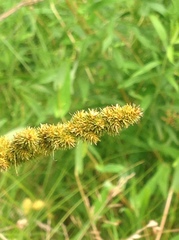 Carex vulpinoidea
