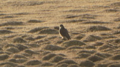 Falco peregrinus
