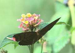 Pseudergolis wedah