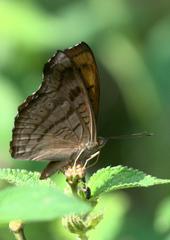 Pseudergolis wedah
