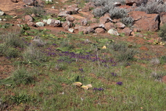 Lapeirousia oreogena