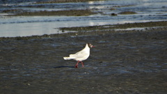 Chroicocephalus maculipennis