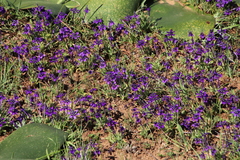 Lapeirousia oreogena