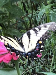 Papilio glaucus