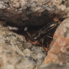 Notiophilus germinyi