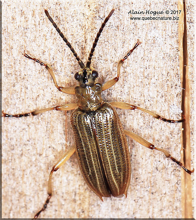 Neohaemonia melsheimeri