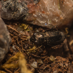 Notiophilus germinyi